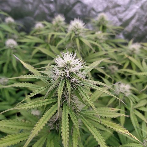 Lemon Pie Auto #2 growlog timeline photo