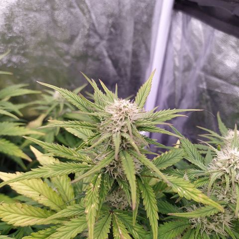 Gelato Auto #2 growlog timeline photo