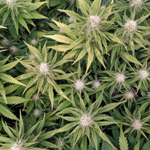 Gelato Auto #2 growlog timeline photo