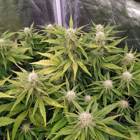 Gelato Auto #2 growlog timeline photo