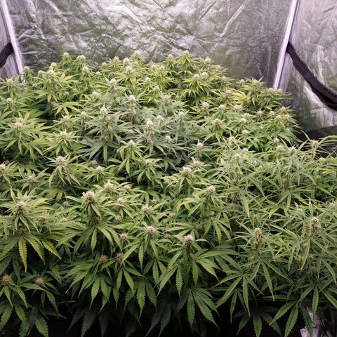 West Coast O.G. #2 growlog timeline photo