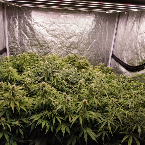 West Coast O.G. #2 growlog timeline photo