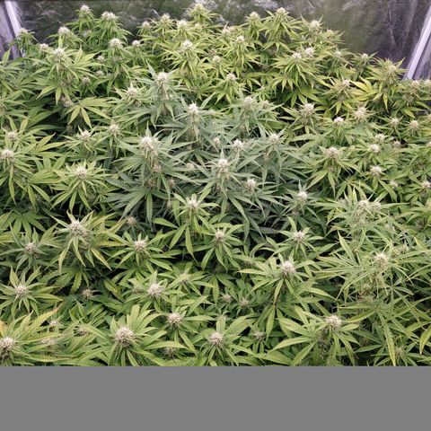 West Coast O.G. #2 growlog timeline photo
