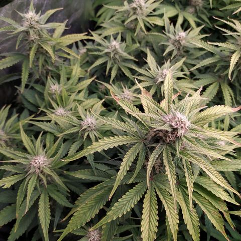 Gelato Auto #1 growlog timeline photo