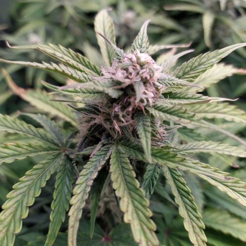 Gelato Auto #1 growlog timeline photo