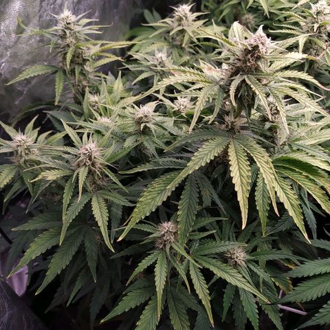 Gelato Auto #1 growlog timeline photo