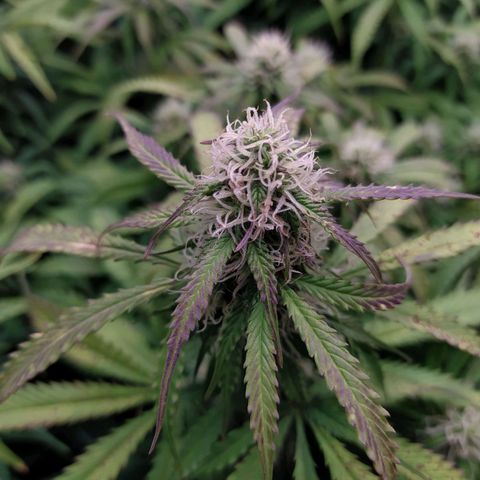 Lemon Pie Auto #1 growlog timeline photo