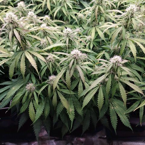 Lemon Pie Auto #1 growlog timeline photo