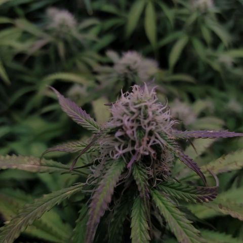 Lemon Pie Auto #1 growlog timeline photo