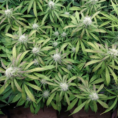 Lemon Pie Auto #1 growlog timeline photo