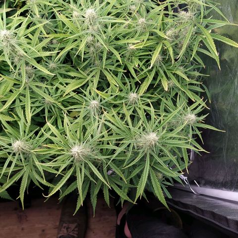 West Coast O.G. #2 growlog timeline photo