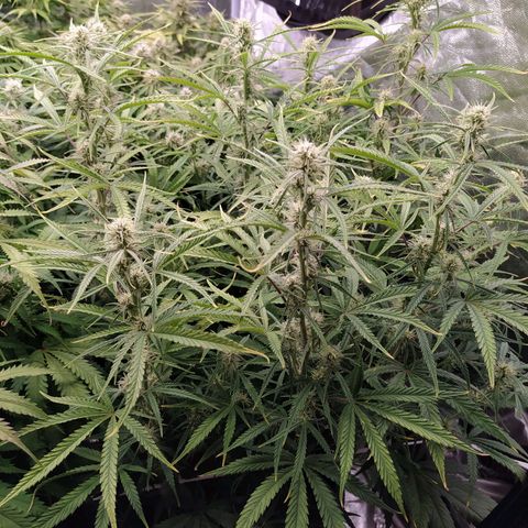 West Coast O.G. #2 growlog timeline photo
