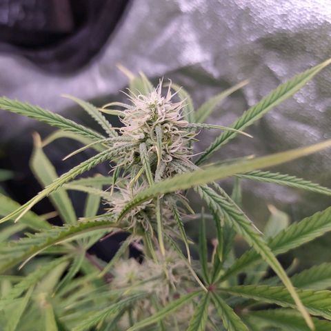 West Coast O.G. #2 growlog timeline photo