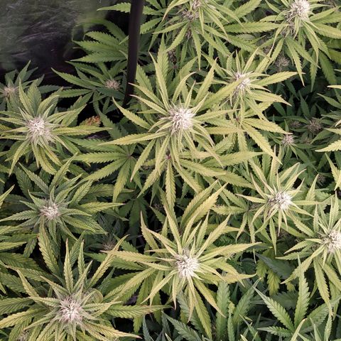 West Coast O.G. #1 growlog timeline photo