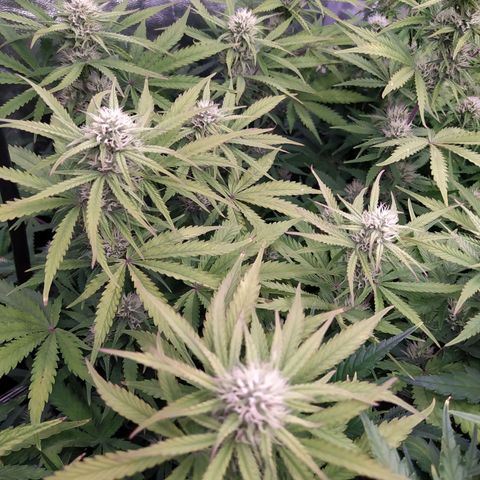 West Coast O.G. #1 growlog timeline photo