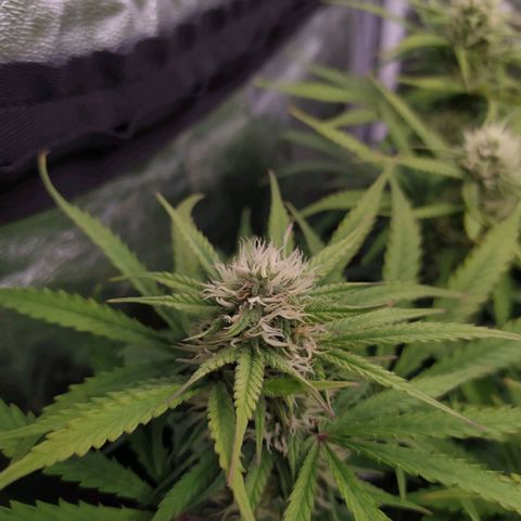 West Coast O.G. #1 growlog timeline photo