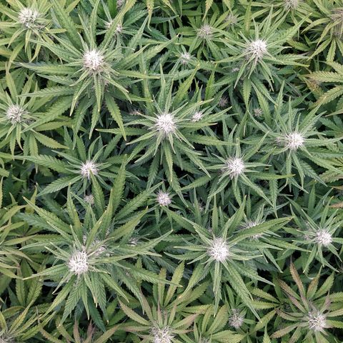 Original Auto OG Kush growlog timeline photo