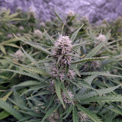 Original Auto OG Kush growlog timeline photo