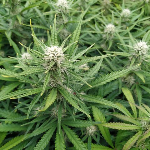 Original Auto OG Kush growlog timeline photo