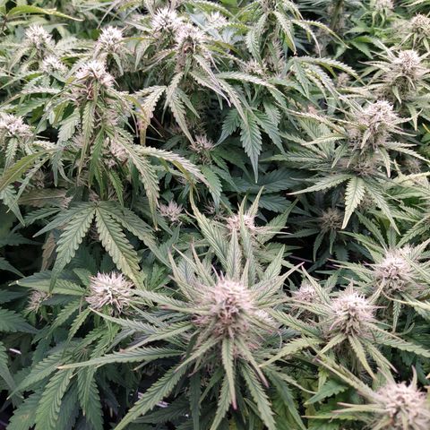 Gorilla Glue #1 growlog timeline photo