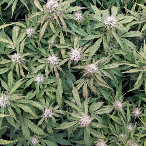 Gorilla Glue #1 growlog timeline photo