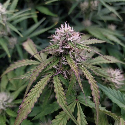 Gorilla Glue #1 growlog timeline photo