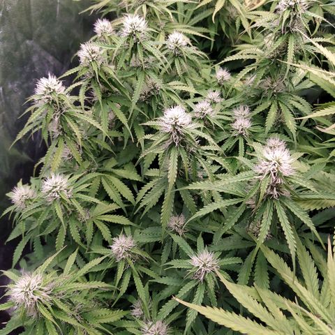 Gorilla Glue #2 growlog timeline photo