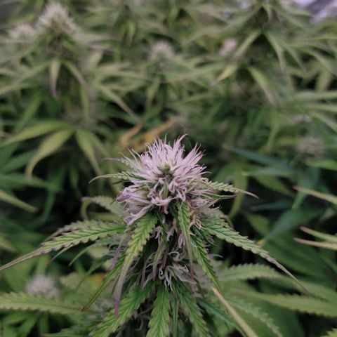Gorilla Glue #2 growlog timeline photo