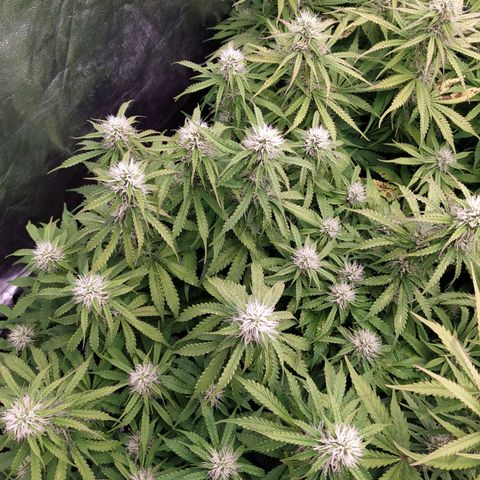 Gorilla Glue #2 growlog timeline photo