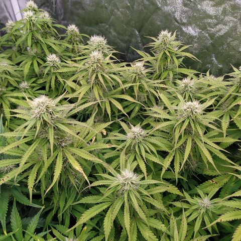 Lemon Pie Auto #2 growlog timeline photo
