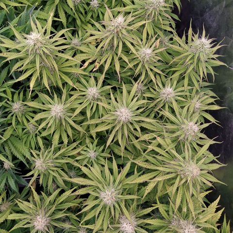 Lemon Pie Auto #2 growlog timeline photo