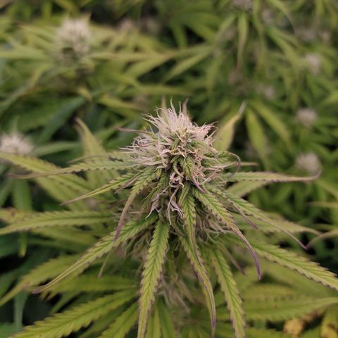 Lemon Pie Auto #2 growlog timeline photo