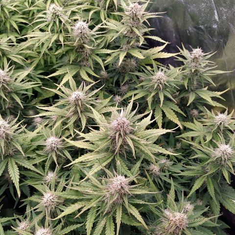 Gelato Auto #2 growlog timeline photo