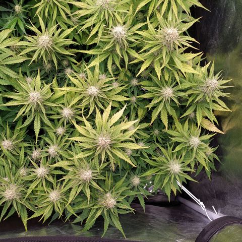 Gelato Auto #2 growlog timeline photo