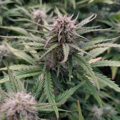 Gelato Auto #2 growlog timeline photo