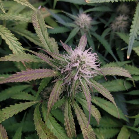Lemon Pie Auto #1 growlog timeline photo