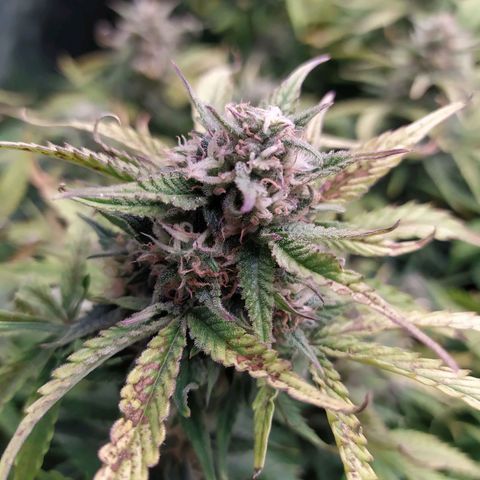 Gelato Auto #1 growlog timeline photo