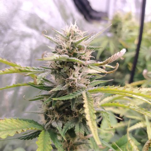 Gelato Auto #1 growlog timeline photo