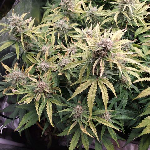 Gelato Auto #1 growlog timeline photo
