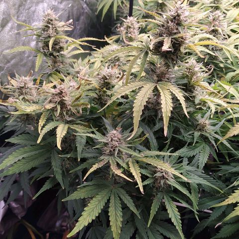 Gelato Auto #1 growlog timeline photo