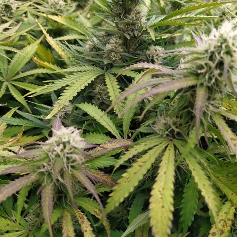 Lemon Pie Auto #1 growlog timeline photo