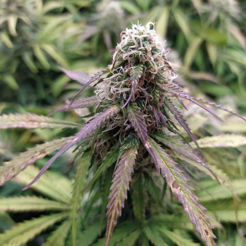 Lemon Pie Auto #1 growlog timeline photo