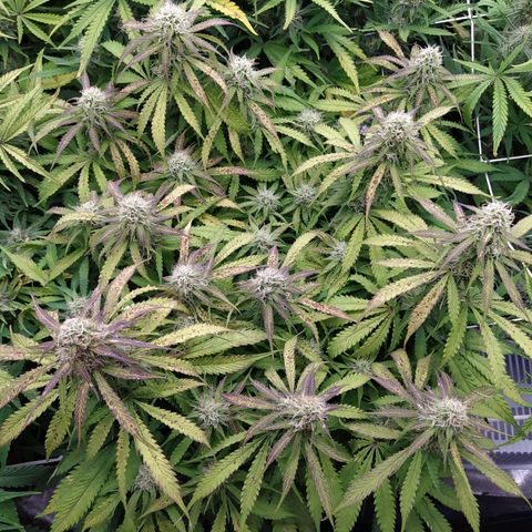 Lemon Pie Auto #1 growlog timeline photo