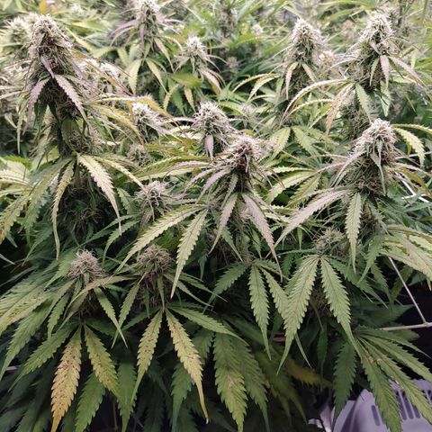 Lemon Pie Auto #1 growlog timeline photo