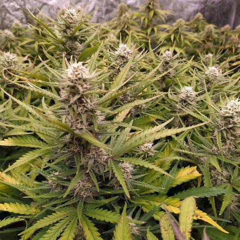 Original Auto OG Kush growlog timeline photo