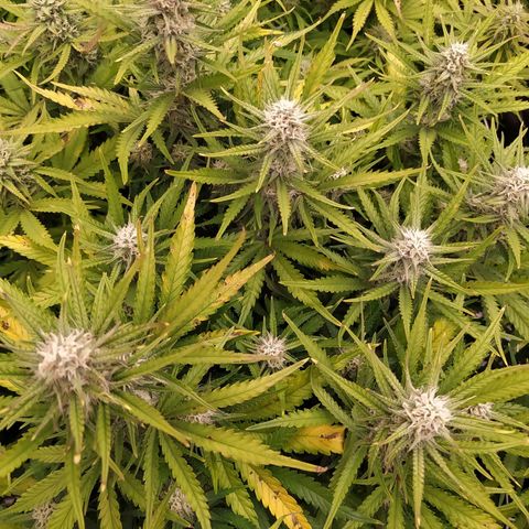 Original Auto OG Kush growlog timeline photo