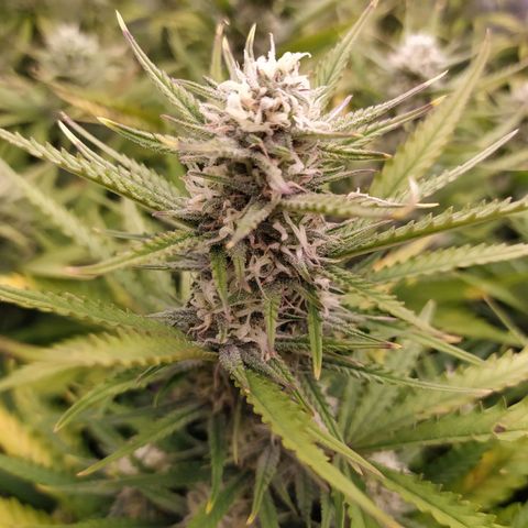 Original Auto OG Kush growlog timeline photo