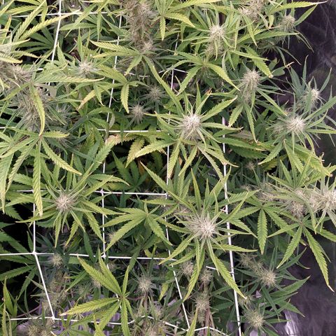 West Coast O.G. #2 growlog timeline photo