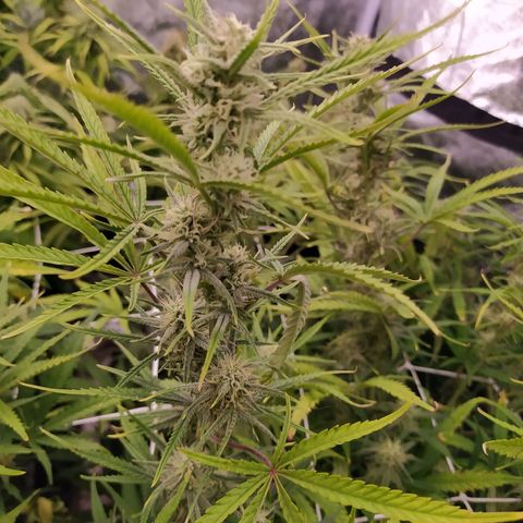 West Coast O.G. #2 growlog timeline photo