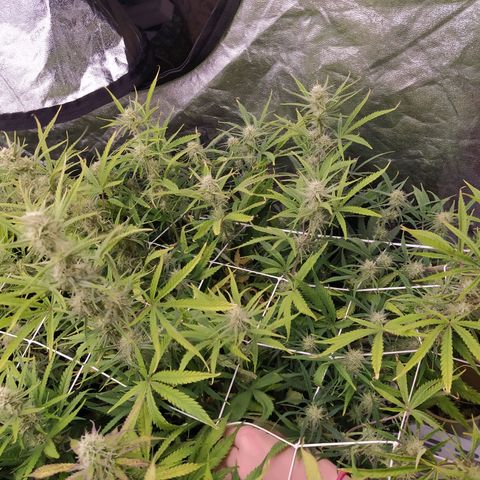 West Coast O.G. #2 growlog timeline photo